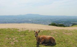 若草山の鹿